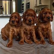 Irish Setter Puppies from Pinray Irish Setters
