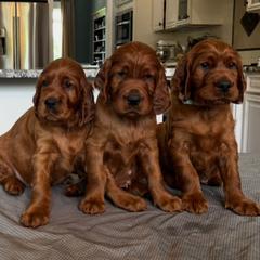 Irish Setter Puppies from Pinray Irish Setters