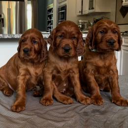 Irish Setter Puppies from Pinray Irish Setters