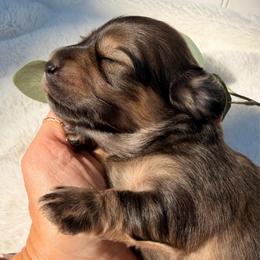 Shaded English Cream - Cream female Dachshund puppy in Nampa, Idaho from Long_and_Low_Dachshunds