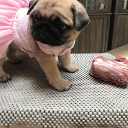 Pug Puppies from Pickwick Pugs
