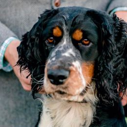 Belle - English Springer Spaniel