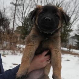 Sansa - Fawn female Belgian Malinois puppy in Baltimore, Maryland from Abenteurer German Shepherds & Belgian Malinois