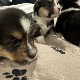Pembroke Welsh Corgi Puppies from Blue Angel Kennels