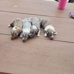 Shetland Sheepdog Puppies from Kountry Home Shelties