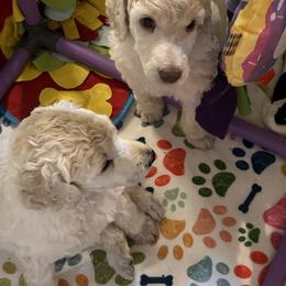 Poodles from Savicah Poodles