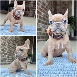 Barbie - Blue fawn female French Bulldog puppy in Willis, Texas from Grandiose Frenchies