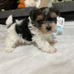 Biewer Terrier Puppies from Southern Star Biewers
