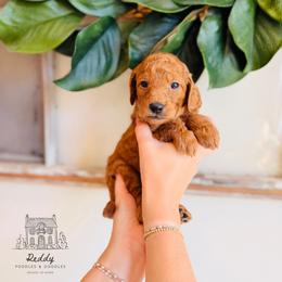 Savannah - Red  female Goldendoodle puppy in Elizabethtown, Kentucky from Reddy Poodles & Doodles