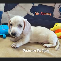 Sir Snazzy - Cream male Dachshund puppy in Grove, Oklahoma from Dachs on the lake