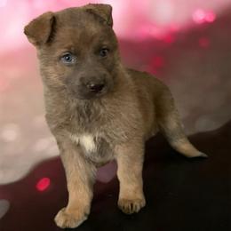 Blue Sable Female 2 - Blue female German Shepherd puppy in Tafton, Pennsylvania from Pocono GSD