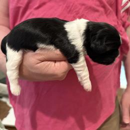 Chanel Fascination of the Empress - Black and white female Shih Tzu puppy in Ellicott City, Maryland from Dr. Dmitriy Kurenbin PURE SHIH TZU Puppies