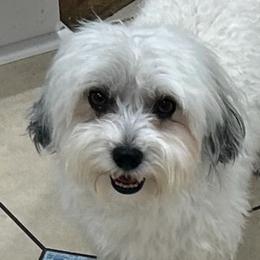 Simba - Havanese