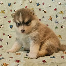 Luke - Blue male Pomsky puppy in Stover, Missouri from Lx2 County Line Pomskies