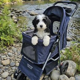Girl 2 - Black and white female Bernedoodle puppy in Schertz, Texas from Kat's Teddydoodles