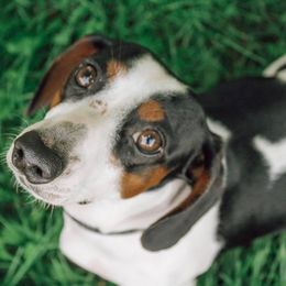 Dachshund Puppies from Hoosier Little Wieners