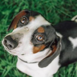Dachshund Puppies from Hoosier Little Wieners