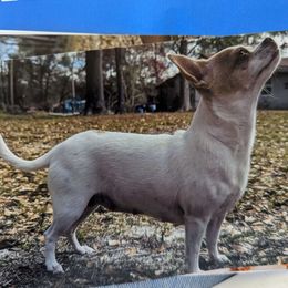 Peaches - Chihuahua