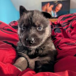 Brute - Black tan and white male Siberian Husky puppy in Wisconsin from Liberty Siberians