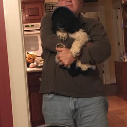 English Springer Spaniel and Springerdoodle Puppies from AVE Springer Spaniels