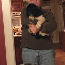 English Springer Spaniel and Springerdoodle Puppies from AVE Springer Spaniels