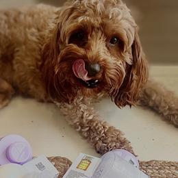 Jersey - Cavapoo