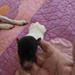 Kitsune Honky Tonk Woman - White black and tan female Toy Fox Terrier puppy in O'fallon, Illinois from Kitsune