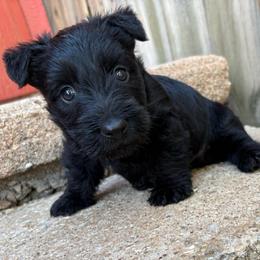 Male pick 4 - Black male Scottish Terrier puppy in Chattanooga, Oklahoma from Lottie Dottie Scottie’s and Papillons