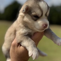 Forge - Silver and white female Pomsky puppy in Gunter, Texas from The Painted Pomsky
