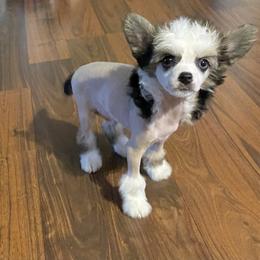 Chihuahua and Chinese Crested Puppies from Western Kentucky Chihuahua’s and Chinese Crested’s