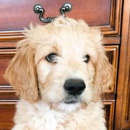 Goldendoodle Puppies from CharLia's Holistic English Cream Golden Retrievers & Doodles