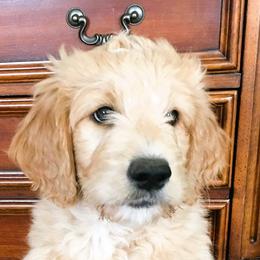 Goldendoodle Puppies from CharLia's Holistic English Cream Golden Retrievers & Doodles