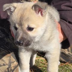 Female 2 - Wheaten female Norwegian Buhund puppy in Milford, Michigan from Zodiac Ranch