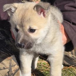 Female 2 - Wheaten female Norwegian Buhund puppy in Milford, Michigan from Zodiac Ranch