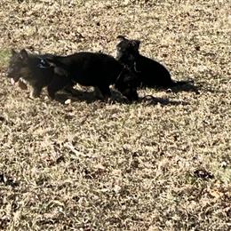 Gunner - Black and tan male German Shepherd puppy in Stanardsville, Virginia from Majestic K9 LLC