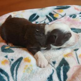 Serenity - Red & white female Miniature Australian Shepherd puppy in Penn Valley, California from Ghostfire Mini Aussies