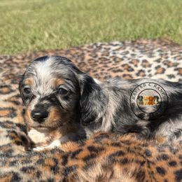 Dapple female 1 - Dapple female Dachshund puppy in Carthage, Texas from Rafter C Ranch Doxies
