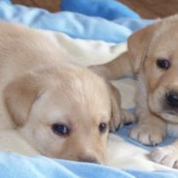 Labrador Retrievers from Broadway Acres