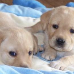 Labrador Retrievers from Broadway Acres