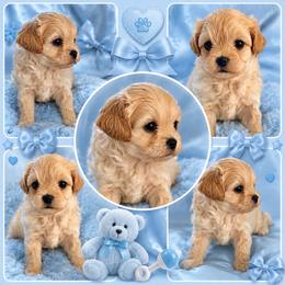 Korean dollface Levi - Apricot male Maltipoo puppy in Orlando, Florida from Denise’s Puppies