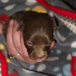 Grace - Red & white female Miniature Australian Shepherd puppy in Arlington, Texas from CopperHead Aussies