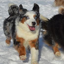 Assorted Doodle Crosses, Aussiedoodles, Australian Shepherds, and Miniature Australian Shepherds from North Lake Doodles