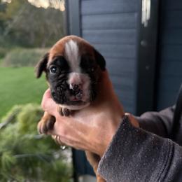 Journee - Fawn female Boxer puppy in Jamesville, New York from Reynolds Homestead Boxers