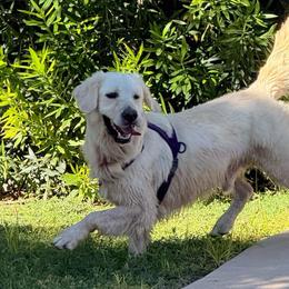 Stud Dog for Sale - Light golden male Golden Retriever puppy in Buckeye, Arizona from Ryder's Roundup