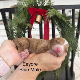 Eeyore - Red  male Goldendoodle puppy in Springville, Utah from JW Doodles