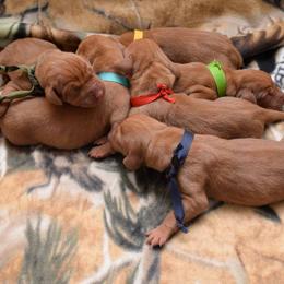 Vizsla Puppies from Summit Vizsla (we can deliver to you)