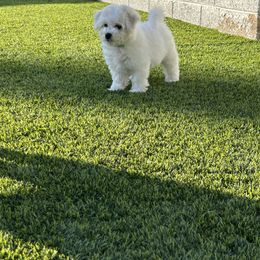Baby blue - White male Bichon Frise puppy in Glendale, Arizona from Bichon De Amor