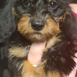 Dachshunds from Circle D's Dachshund