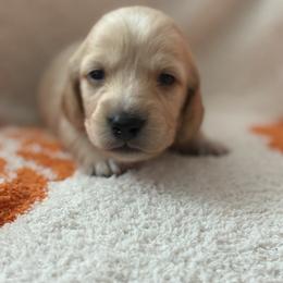 Roquefort - Cream male Dachshund puppy in Vancouver, Washington from Cascade Minis