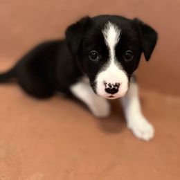 Border Collie Puppies from Poteet Pups